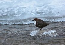 Wasseramsel Eder Eis